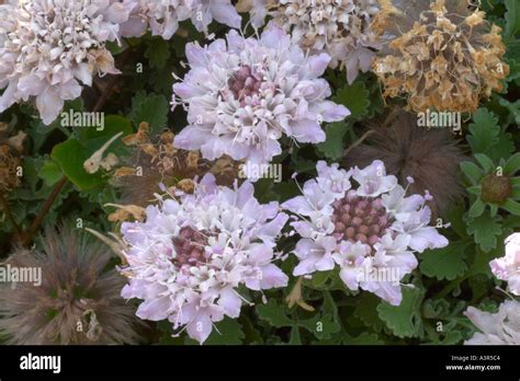 Scabiosa Farinosa Hi Res Stock Photography And Images Alamy