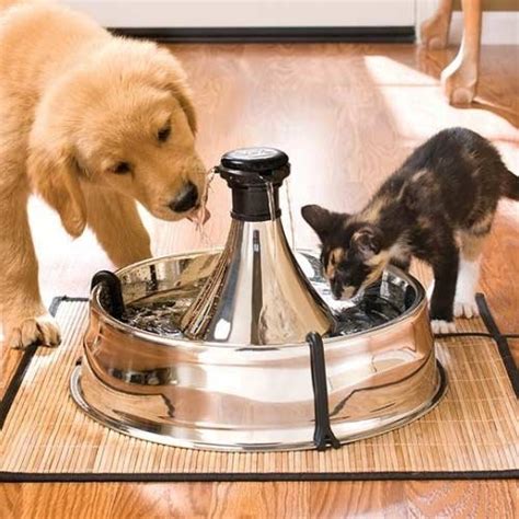 How can i introduce water to infants? Fontaine Drinkwell Inox 360° 3.8L - Fontaine et filtre pour chat et chien - Petsafe / wanimo