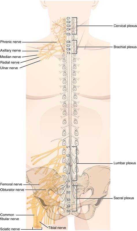 The Peripheral Nervous System Anatomy And Physiology I