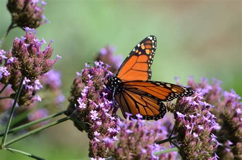 Eastern Monarch Butterfly Population Up 35 But Still Facing Extinction