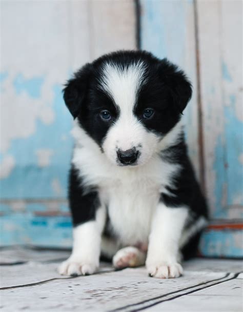 77 Border Collie Puppies Black And White Pic Bleumoonproductions