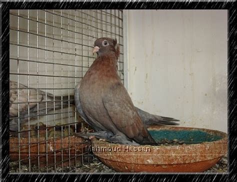 Pigeons For Sale Roller Pigeon Bronz Color