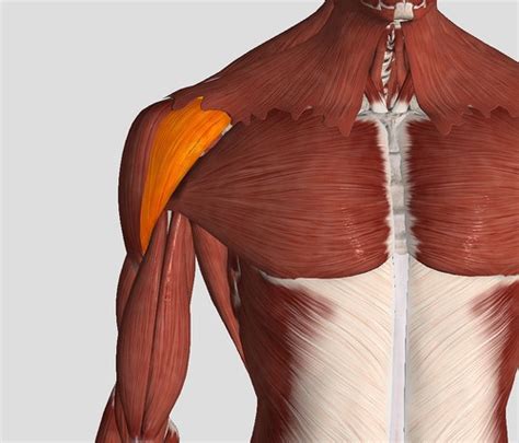 Shoulder Girdle And Arm Muscles Flashcards Quizlet