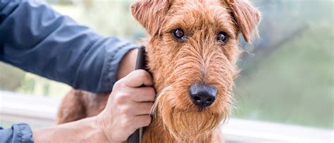 Why Is My Dog Losing Hair—royal Canin ® Royal Canin Us