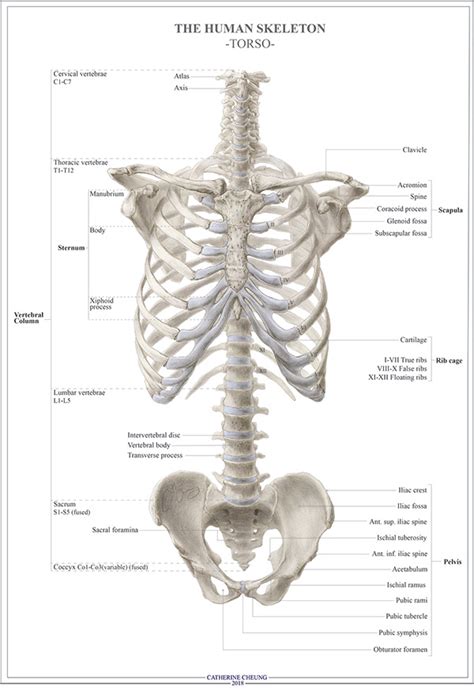 The Human Skeleton Torso On Behance