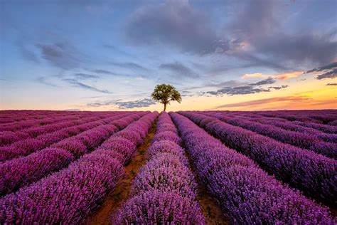 A Lonely Tree In A Lavender Field Alexios Ntounas Photography