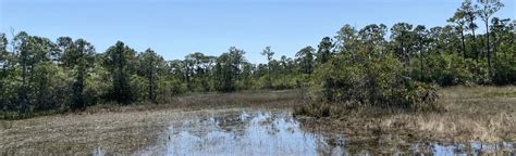 Spruce Bluff South Ais Indian Mound Trail Florida 158 Reviews Map