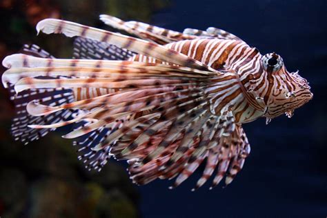 Lionfish Wallpapers Wallpaper Cave