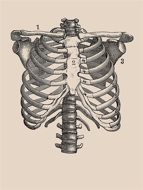 Introduction to the structure of the ribcage and ribs: "Shoulder and Rib Cage Diagram" T-shirt by VAposters ...