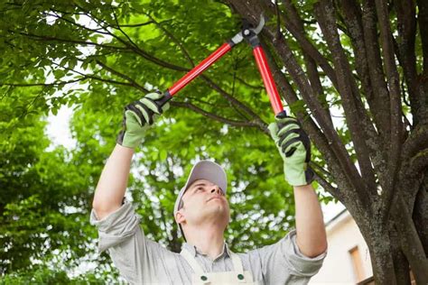 What Are The Common Tools And Equipment Used For Tree Trimming Heram
