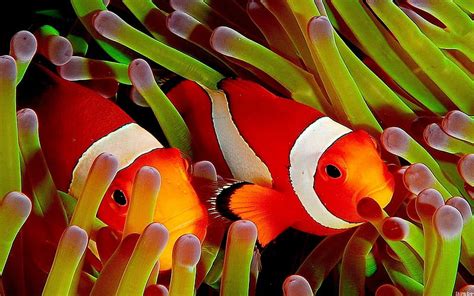 Colorful Clownfish Fish Clownfish Oceans Underwater Animals Hd