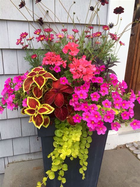 Coleus And Coral Combination Container Flowers Flower Pots Outdoor