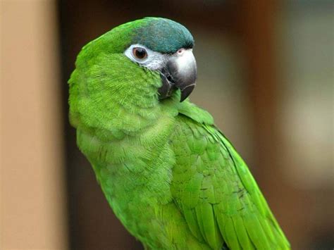 Where light green represents youth and spring, dark green has a decidedly winter feel due to its association with evergreen plants such as pine trees and ivy that give color to winter landscapes. Parrots: List of Types, Facts, Care as Pets, Pictures ...