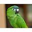 Parrots List Of Types Facts Care As Pets Pictures  Singing Wings