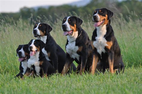 Greater Swiss Mountain Dog Dog Breed History And Some Interesting Facts