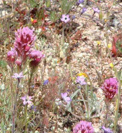 How To Plant California Native Wildflowers