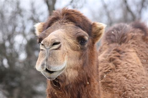Filedromedary Camel 14