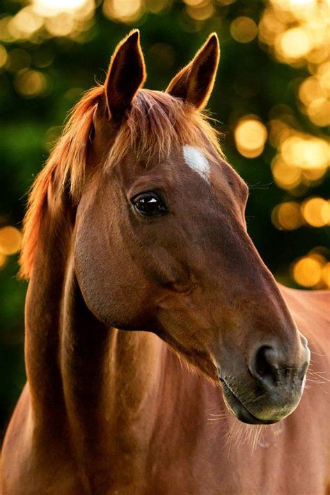 The 25 Best Horse Face Ideas On Pinterest Black Horses Horses And
