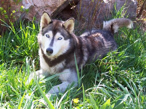 Free Images Puppy Wildlife Wolf Vertebrate Sled Dog