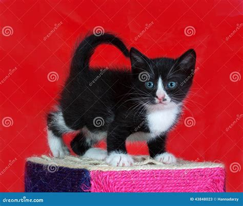 Small Black And White Kitten Standing On Red Stock Image Image Of
