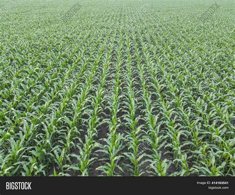 Corn Field Aerial View Image And Photo Free Trial Bigstock