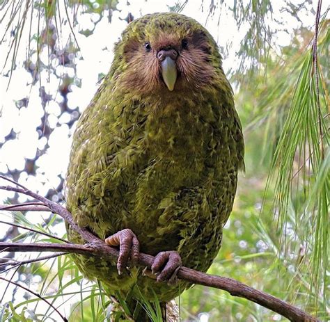 Kakapo Recovery Auf Instagram „kākāpō Alison Who Once Suffered From A