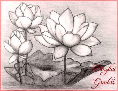Paling Hits 30 Contoh Gambar Sketsa Bunga Teratai Galeri Bunga Hd