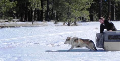 Speaker Series Audience Gets An Update On Mexican Wolves Endangered