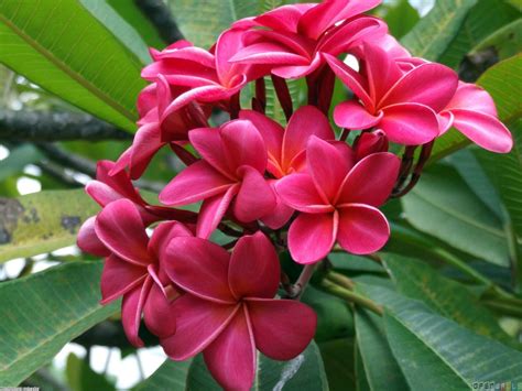 Pictures Of Beautiful Exotic Flowers 20 Free Cliparts Download Images