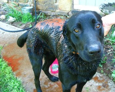 An easier way to get rid of dog/cat smells. Removing Skunk Odor: Home Remedies & Recipes You Can Use