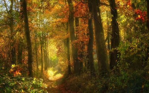 Landscape Nature Fall Sunlight Forest Path Shrubs Trees Leaves