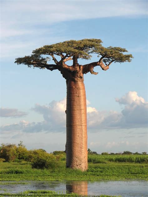 Coloriage arbre Baobab à imprimer