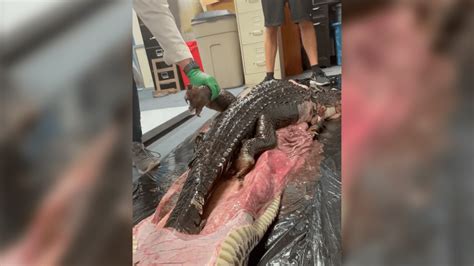 5 Foot Gator Found Inside 18 Foot Burmese Python In Florida Everglades