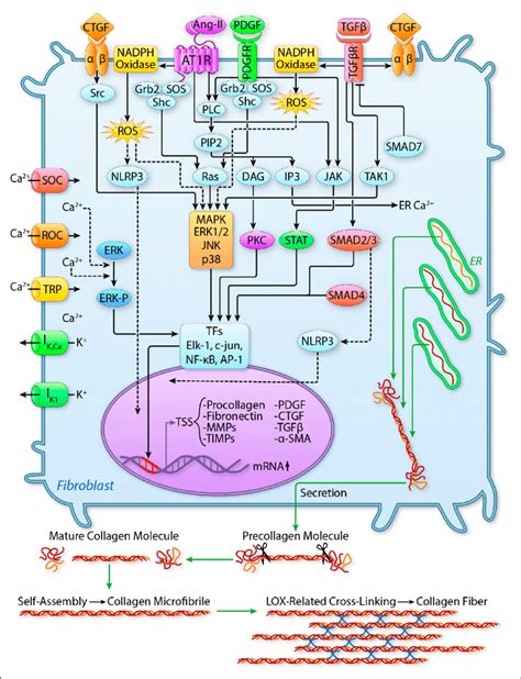 Molecular Determinants Of Tissue Fibrosis The Main Pathways Governing
