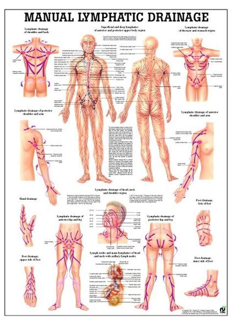Lymphatic Drainage Laminated Anatomy Chart In 2020 Lymphatic Drainage
