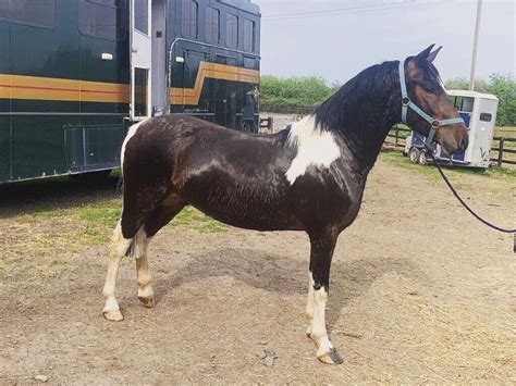 14hh Gelding 4 Years Old Coloured Ponyhorse For Sale In Worcester