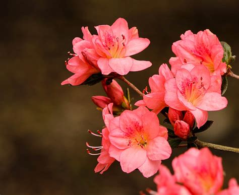 Pink Azaleas Rhododendron Kurume · Free Photo On Pixabay