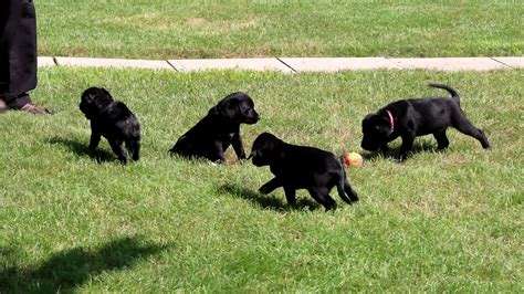 Springador Puppies For Sale Youtube