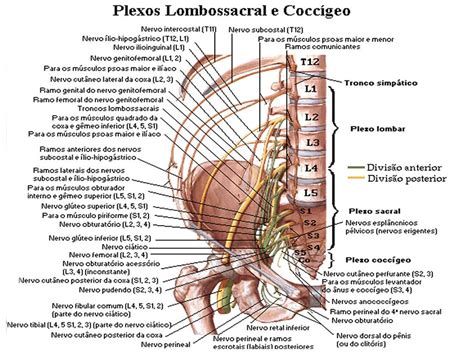 Shiatsu Anatomia Nervos Sistema Linfatico Cinesiologia