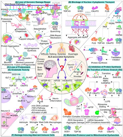 The Cellular And Molecular Pathological Aspects Of Als A Compilation