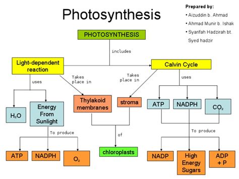 Concept Map Photosynthesis Pdf Photosynthesis Biotechnology