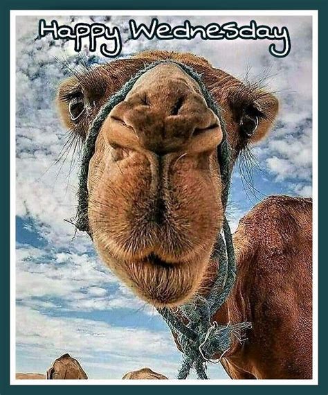 Happy Wednesday | Good morning wednesday, Happy wednesday, Funny