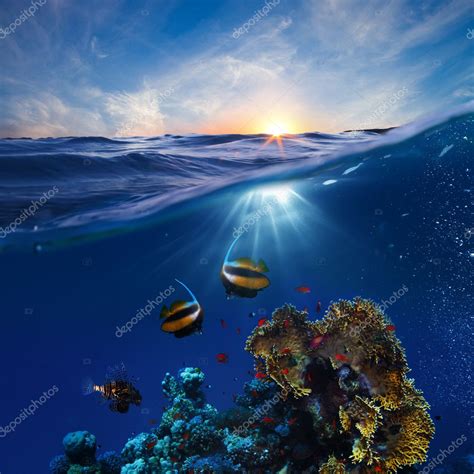 Marine Life Design Template Beautiful Coral Reef With