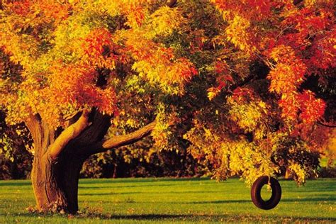 Fall Trees Wallpaper ·① Wallpapertag