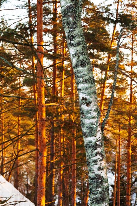 Birch Trunk And Pine Trees In Winter Stock Photo Image Of Snow
