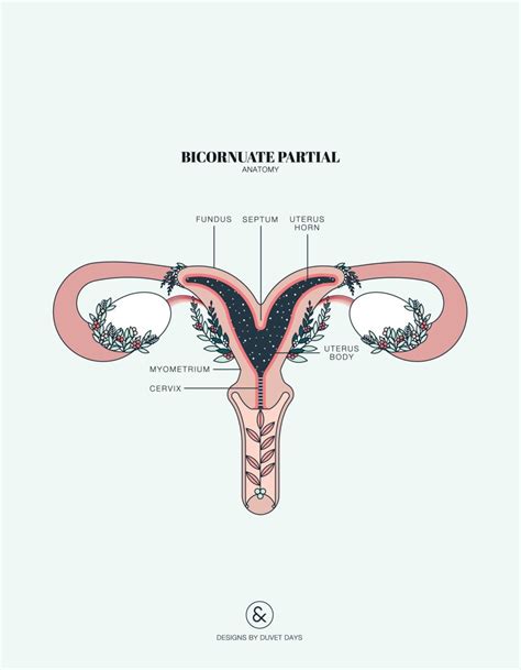 Anatom A Femenina Real Examen Visual De La Vulva Y Las Reas P Lvicas