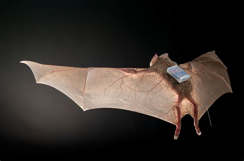 Vampire Bats Take Their Blood Meals With Friends Science Aaas