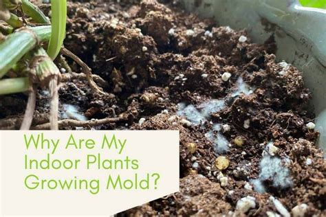 Or should i have two separate planters? Why Are My Indoor Plants Growing Mold? - Indoor Plants for ...