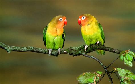 Two Colourful Parrots On A Branch Of Tree