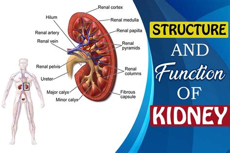 Organs Within Ribcage Are The Kidneys Located Inside Of The Rib Cage